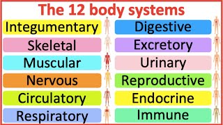 12 Organ Systems  Roles amp functions  Easy science lesson [upl. by Biddick]