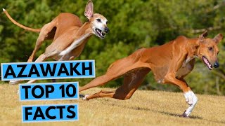 Azawakh  TOP 10 Interesting Facts [upl. by Eneiluj921]