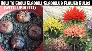 How to Grow GladioliGladiolus Flower Bulbs FAST N EASY [upl. by Mathre]