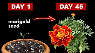 Growing Marigold Flower From Seed  45 Days Time Lapse [upl. by Sirronal]