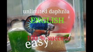 daphnia moina culture Easy way Unlimited production English  with sub Green water Chlorella [upl. by Ylehsa]