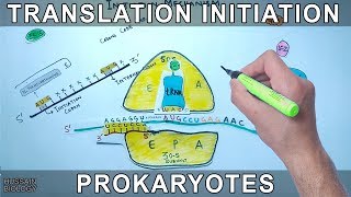 Translation Initiation in Prokaryotes [upl. by Stubbs876]