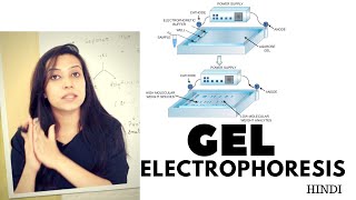 Gel Electrophoresis  Agarose Gel Electrophoresis Lab Procedure [upl. by Arica464]