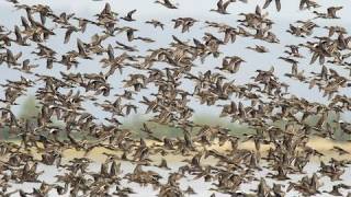 Birds of the Mississippi River Delta [upl. by Laon]