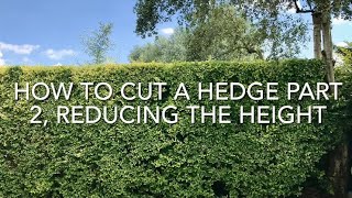 How To Cut A Hedge Part 2 Reducing The Height Cutting A Privet Hedge [upl. by Simah]