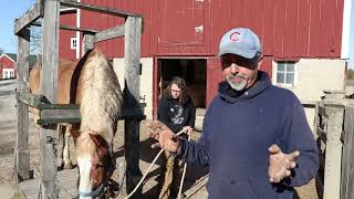 Trimming A Draft Horses Feet In Shoeing Stocks Easy And Safe  May 2021 [upl. by Enram]