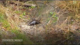 Platypus Nesting [upl. by Sunev]