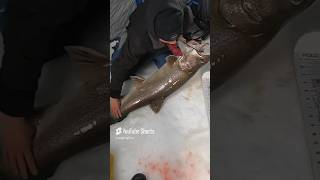 CATCHING Monster LAKE TROUT ICE FISHING ADVENTURES fishing neverstopfishing icefishing [upl. by Katt]