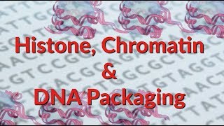 Histone  Chromatin  Nucleosome  DNA Packaging [upl. by Grange]