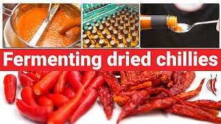 Fermenting Dried Chillies  Lets Make Hot Sauce [upl. by Nevets78]