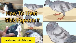 How To Treat Sick Pigeons Treatment amp Advice [upl. by Ndnarb11]