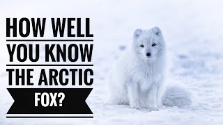 Arctic Fox  Description Characteristics and Facts [upl. by Reisinger573]