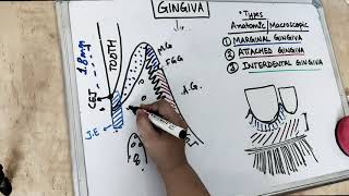 gingiva anatomy  part 1 Carranza [upl. by Neeluj]