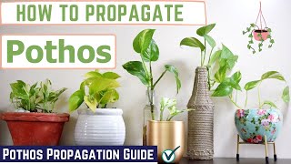 How to Propagate Pothos  Pothos Propagation Guide [upl. by Arved]