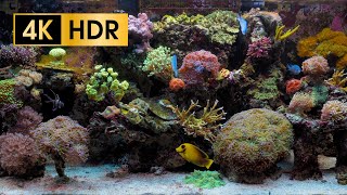 Coral Reef Aquarium  4K HDR 60 fps  no loop [upl. by Atnuhs]