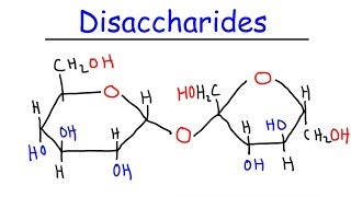 Disaccharides  Sucrose Maltose Lactose  Carbohydrates [upl. by Riem]