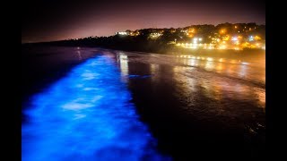 Stunning bioluminescence in the ocean in La Jolla CA [upl. by Nelrac]