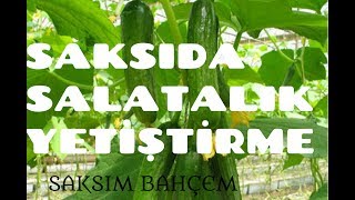 SAKSIDA SALATALIK YETİŞTİRME 1 [upl. by Schuyler]