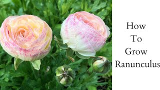 How to Grow Ranunculus  Pre Sprout Ranunculus  Growing Ranunculus [upl. by Ecirtel]