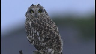 Hibou des marais  Shortcared Owl  Sumpfohreule  Asio flammeus [upl. by Scholz]