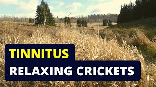 Tinnitus Relief Try Listening to Cricket Sounds [upl. by Klement]