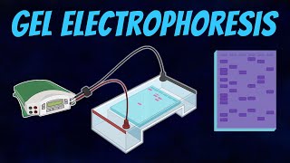 Gel Electrophoresis of DNA [upl. by Sibelle]