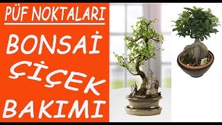 Bonzai Bonsai çiçeğinin bakımı ve sulanmasıBonzai Bonsai flower care and watering [upl. by Koffler954]