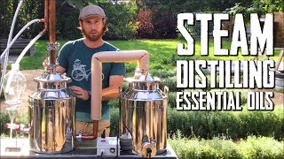 How to Steam Distill Essential Oils [upl. by Godwin]