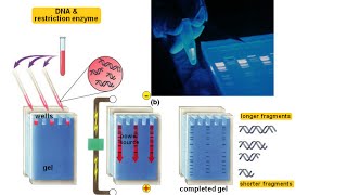 Agarose gel electrophoresis [upl. by Tai]