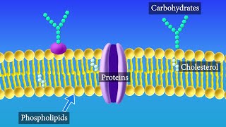 Cell Membrane Structure and Function [upl. by Derick]