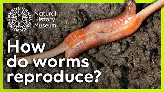 How do worms reproduce  Surprising Science [upl. by Smart]