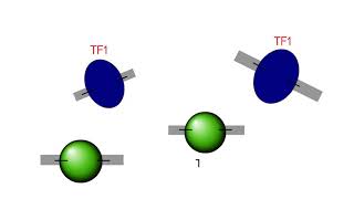 Chromatin Immunoprecipitation ChIP explanation [upl. by Petite162]