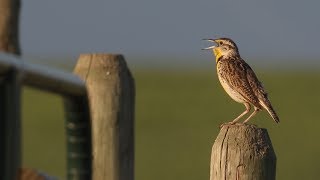 Listen to the Western Meadowlark singing [upl. by Flannery]