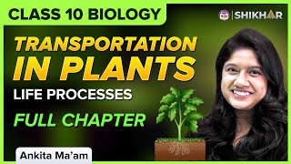 Class 10 How do plants transport water and minerals  Life Processes  Biology [upl. by Artenal]