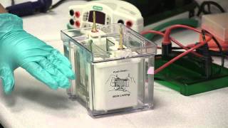 Electrophoresis Assembling amp Running An SDS Page Gel [upl. by Knut783]