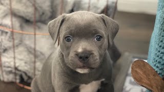 Blue Staffy Puppies [upl. by Ahsilrac]