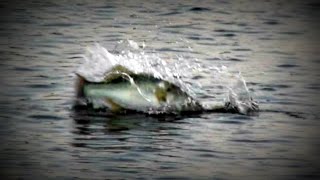 Topwater Bass Fishing Blowups Series 13  Mayhem [upl. by Muna]