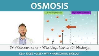 Osmosis  GCSE Biology 91 [upl. by Wittie]