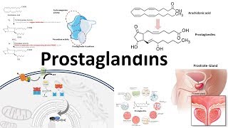 Prostaglandins  Biosynthesisfunction and regulation [upl. by Kaila]