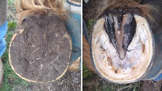 Horse Hoof RESTORATION  Satisfying  HORSE HOOF TRIMMING [upl. by Amand]