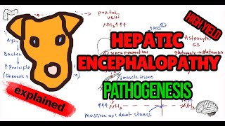 Hepatic Encephalopathy Explained  Causes Symptoms amp Treatment [upl. by Oenire]