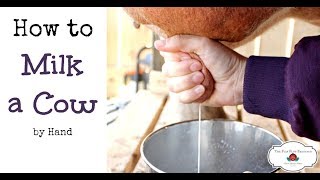 How to Milk a Cow By Hand or goat [upl. by Dougherty461]