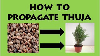 How To Propagate Thuja From Seeds [upl. by Soracco]