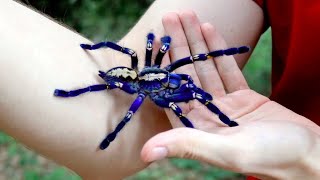 Handling the Blue Tarantula Poecilotheria metallica [upl. by Sacksen]