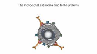 Monoclonal Antibodies Which Trigger the Immune System to Treat Cancer  Cancer Research UK [upl. by Anegroeg]