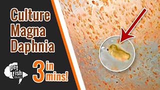 How to culture DAPHNIA MAGNA  The easy way [upl. by Vala544]