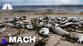 Red Tide Devastates Coastal Communities And Marine Life But What Is It  Mach  NBC News [upl. by Nohsav]