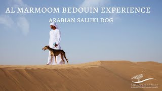 Al Marmoom Bedouin Experience  Arabian Saluki Dog [upl. by Madden]