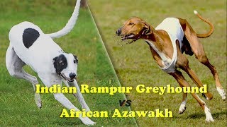 Indian Rampur Greyhound Vs African Azawakh [upl. by Adaran757]