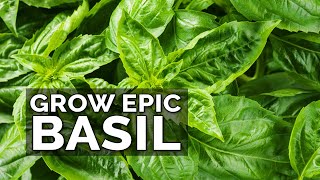 8 Tips to Grow Better Basil [upl. by Queri36]